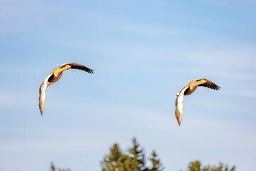 greylag geese