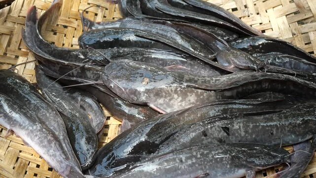 Catfish, known as Ikan Lele in Indonesia, is a popular freshwater fish characterized by its smooth, slimy skin and long barbels resembling whiskers. It thrives in warm, murky waters and is commonly fo
