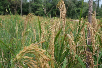 Rice is a staple crop grown in fields known as paddy fields, where it thrives in flooded...