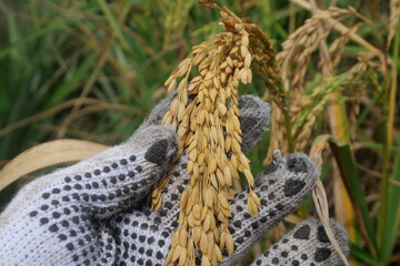Rice is a staple crop grown in fields known as paddy fields, where it thrives in flooded...