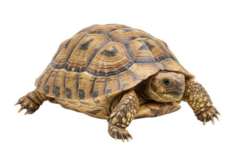 Close-up of a tortoise moving across a surface, showcasing its intricate shell patterns