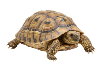 Close-up of a tortoise moving across a surface, showcasing its intricate shell patterns