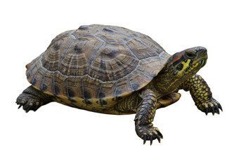 Obraz premium Close-up of a turtle on a smooth surface highlighting its shell and features