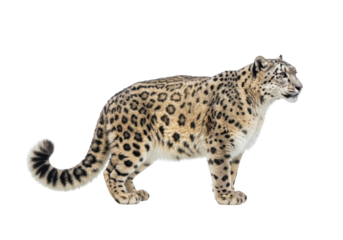 Snow leopard walking gracefully through a snowy landscape, showcasing its beauty