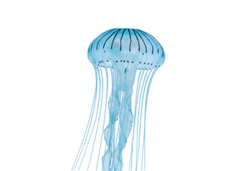 Ethereal Jellyfish Floating Gracefully in Clear Water, Capturing Underwater Beauty