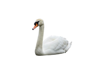 Elegant white swan gracefully swimming in a serene lake surrounded by greenery