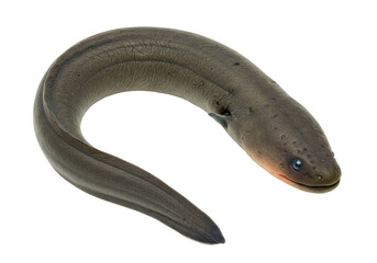 Naklejka premium Eel swimming gracefully in a clear aquatic environment, showcasing its sleek body