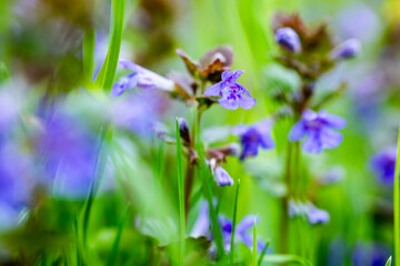 Fototapeta premium A macro shot of several small, bright blue-purple ground ivy flowers known as ground-ivy, gill-over-the-ground, creeping charlie, alehoof, tunhoof, catsfoot, field balm, and run-away-robin