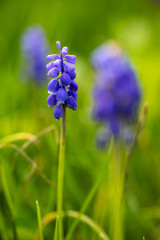 A close-up of two stalks of vibrant purple grape hyacinths (Muscari) in bloom against a softly blurred green background
