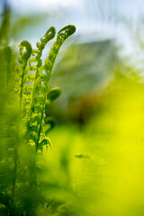 A close-up of several bright green fern fiddleheads unfurling in soft, diffused light