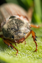 A macro shot of a brown cockchafer, also known as a May bug, with a fuzzy body sitting on a green leaf; these beetles are known to cause damage to plants