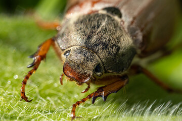 A macro shot of a brown cockchafer, also known as a May bug, with a fuzzy body sitting on a green...