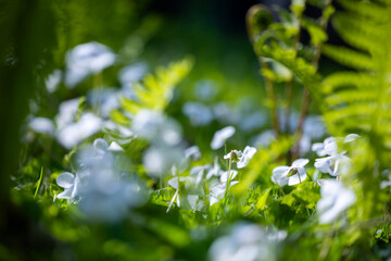 A patch of delicate light blue and white violet flowers blooms surrounded by leaves and young fern...