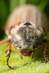 A macro shot of a brown cockchafer, also known as a May bug, with a fuzzy body sitting on a green leaf; these beetles are known to cause damage to plants