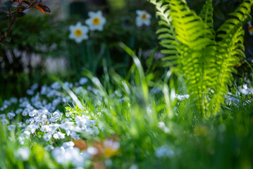 A patch of delicate light blue and white violet flowers blooms surrounded by leaves and young fern shoots