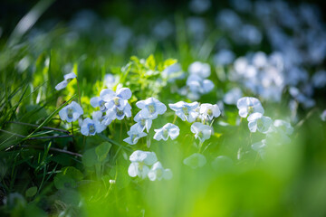 A patch of green grass with several small, delicate white and light blue violet flowers scattered throughout in a glade in a spring garden