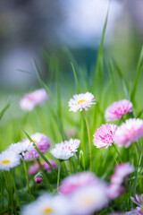 A field of green grass with numerous small daisies, some with white petals and yellow centers, others with pink and white petals and yellow centers, with varying focus
