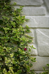 Lush green euonymus foliage with variegated leaves grows against a light-colored brick wall