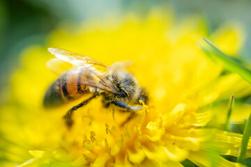 a macro shot of a honeybee covered in yellow pollen collecting nectar from a bright yellow dandelion flower against a blurred green background