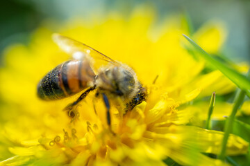 a macro shot of a honeybee covered in yellow pollen collecting nectar from a bright yellow dandelion flower against a blurred green background