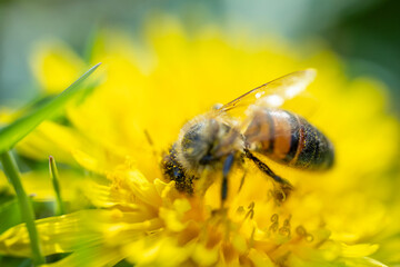 a macro shot of a honeybee covered in yellow pollen collecting nectar from a bright yellow...