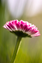 A close-up of a single pink and white daisy (Bellis perennis) flower with a bright yellow disc floret against a blurred green background © Sodel Vladyslav