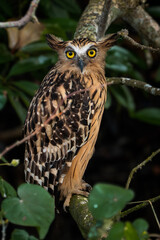 Buffy Fish Owl - Ketupa ketupu, large beautiful fish owl from Southeast Asian tropical forests and freshwater wetlands, Kinabatangan river, Singapore.