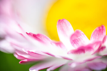 A macro shot and slightly blurred view of a pink and white daisy (Bellis perennis) with a bright yellow disc floret © Sodel Vladyslav