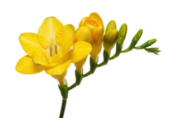 Vibrant yellow freesia flowers blooming gracefully against a clean backdrop