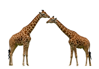 Naklejka premium Two giraffes affectionately touching their necks in a serene wildlife setting
