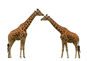 Two giraffes affectionately touching their necks in a serene wildlife setting