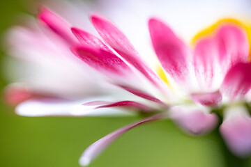 A macro shot and slightly blurred view of a pink and white daisy (Bellis perennis) with a bright yellow disc floret