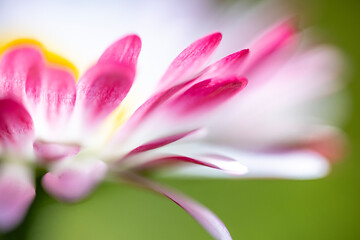 A macro shot and slightly blurred view of a pink and white daisy (Bellis perennis) with a bright yellow disc floret © Sodel Vladyslav