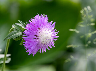 A close-up of a vibrant purple cornflower (Centaurea dealbata) with a white center, surrounded by green leaves against a blurred green background.