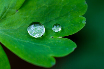 A very close-up of two water droplets sitting on a vibrant green leaf against a blurred dark green...