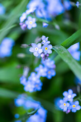 A close-up of several small light blue forget-me-not flowers with bright yellow centers against a blurred green background