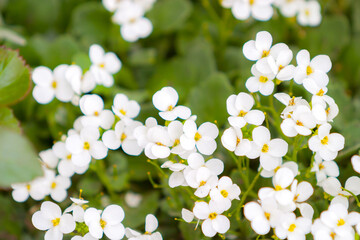 A tight cluster of petite white blooms, each marked with a vibrant yellow heart, creates a dense...