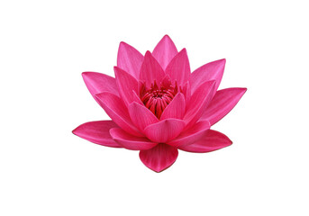 Vibrant pink lotus flower blooming against a black background, symbolizing beauty