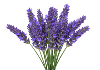 Obraz premium Vibrant lavender bouquet showcasing fresh blooms against a clean background
