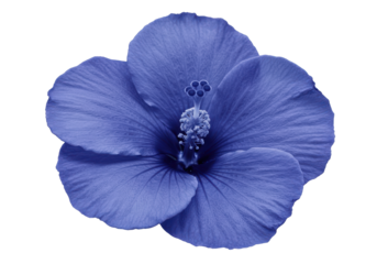 Vibrant blue hibiscus flower showcasing intricate petals and stamen details