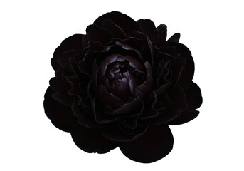 Obraz premium Dark Velvet Flower Blooming in Isolation with Subtle Light Highlights