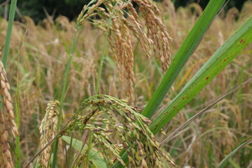 Rice is a staple crop grown in fields known as paddy fields, where it thrives in flooded conditions. The rice plant, scientifically known as *Oryza sativa*, requires ample water, warmth, and fertile 