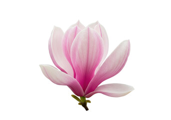 Naklejka premium Beautiful pink magnolia flower isolated on black background showcasing delicate petals