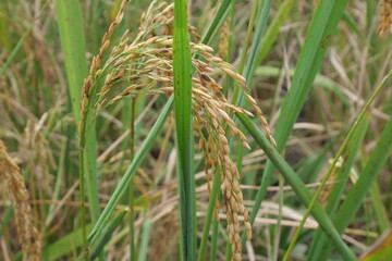 Rice is a staple crop grown in fields known as paddy fields, where it thrives in flooded conditions. The rice plant, scientifically known as *Oryza sativa*, requires ample water, warmth, and fertile 