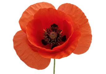 Obraz premium Vibrant red poppy flower in full bloom against a clean background, showcasing nature's beauty