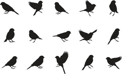 Various Bird Silhouettes on White Background