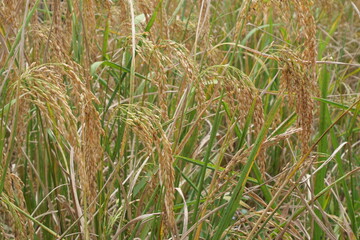 Rice is a staple crop grown in fields known as paddy fields, where it thrives in flooded conditions. The rice plant, scientifically known as *Oryza sativa*, requires ample water, warmth, and fertile 