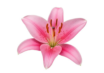 Naklejka premium Beautiful pink lily flower isolated on white background showcasing delicate petals