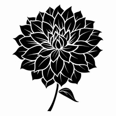 Dahlia silhouette on white background