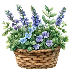 Cress bouquet in a basket, watercolor illustration, isolated on a white background.

